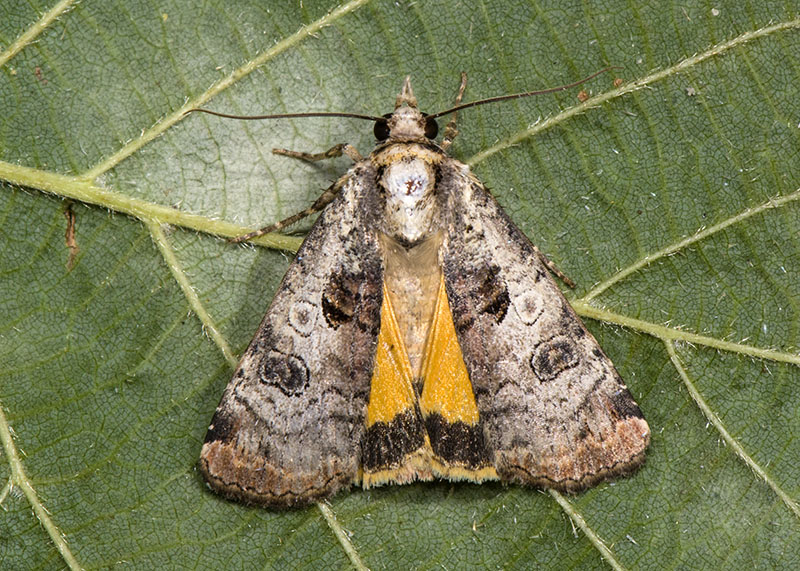 Epilecta linogrisea - Noctuidae